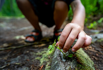 Boy curious about a plant in the forest. 