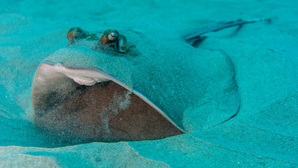 The stingray is starting its flight from the sandy bottom of the reef. Ponta do Ouro, Mozambique
