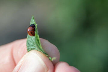 Leptinotarsa decemlineata, potato beetle on potato plants