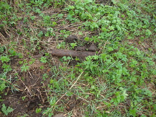 Military excavations near Novgorod the Great, Russia, 2011 (92)