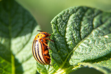 Leptinotarsa decemlineata, potato beetle on potato plants