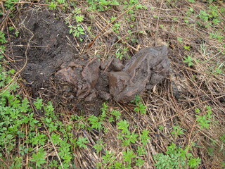 Military excavations near Novgorod the Great, Russia, 2011 (90)