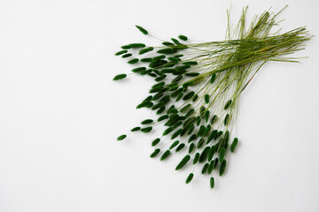 spikelets of dried green flowers