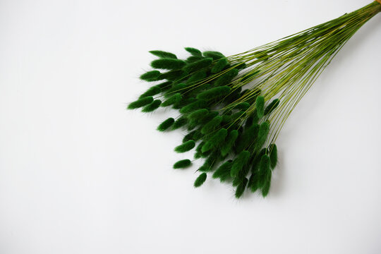 Spikelets Of Dried Green Flowers