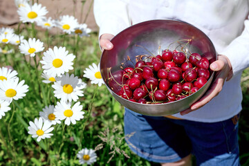 Hands holding a bowl with fresh ripe cherries. Picking summer berries