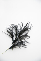 decorative dried black flower on a white background