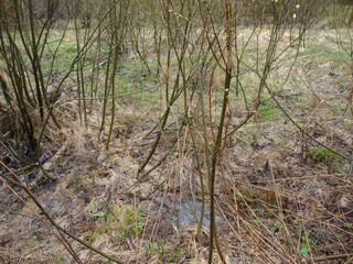 Military excavations near Novgorod the Great, Russia, 2011 (25)