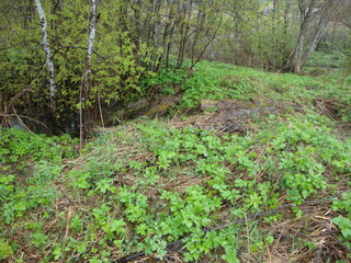 Fototapeta premium Military excavations near Novgorod the Great, Russia, 2011 (8)