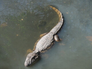 Alligators at Taxas Creek/Chico Mendes State Park/Rio de Janeiro/Brazil - June 27 th 2020