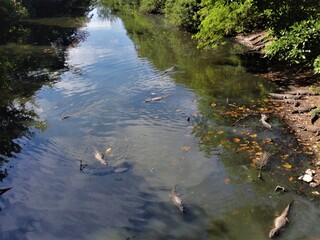 Alligators at Taxas Creek/Chico Mendes State Park/Rio de Janeiro/Brazil - June 27 th 2020
