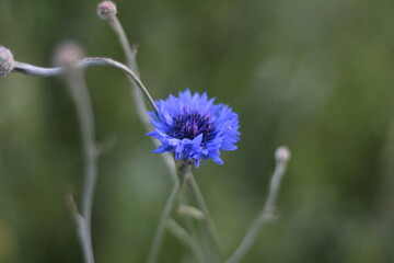 Beautiful Blue Cornflower In The Field