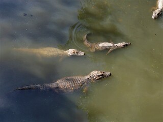 Alligators at Taxas Creek/Chico Mendes State Park/Rio de Janeiro/Brazil - June 27 th 2020