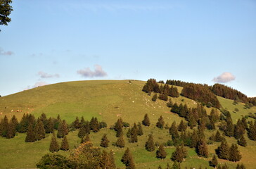 Gr&uuml;ne Wiesen und W&auml;lder auf dem Schauinsland