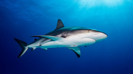 Fototapeta premium The shark swims calmly in the soft light of dawn. Tiger Beach (Bahamas)
