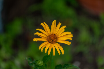 Cosmos flower. Selective focus with shallow depth of field.