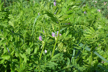 Sowing vetch (Vicia sativa) grows in the field.