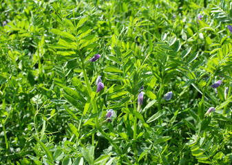 Sowing vetch (Vicia sativa) grows in the field.