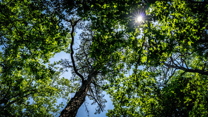 Sunshine through the forerst trees.