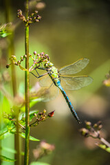 Dragonfly resting by a pond