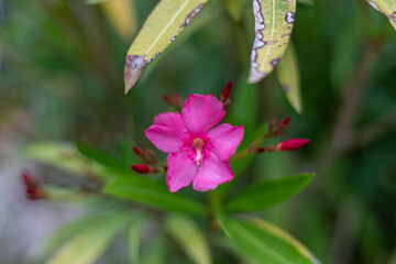 Zonal Geranium, Pelargonium hortorum with red flowers in the garden