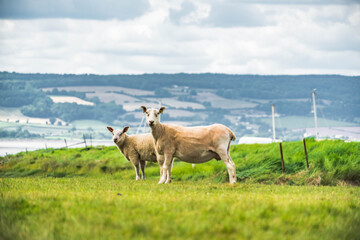 Sheep at Whale Wharf, Brostol