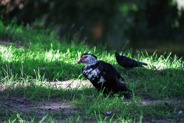 Ducks rest on the spring grass at the water's edge. Birds hide in the shade from the summer heat. Birds close-up.