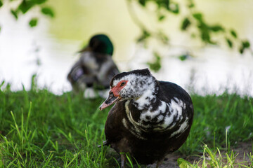 Ducks rest on the spring grass at the water's edge. Birds hide in the shade from the summer heat. Birds close-up.