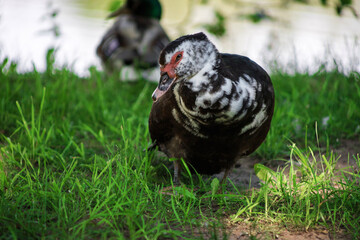 Ducks rest on the spring grass at the water's edge. Birds hide in the shade from the summer heat. Birds close-up.