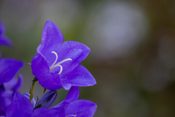 purple flower in the garden