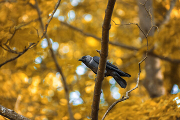 The western jackdaw Coloeus monedula, also known as the Eurasian jackdaw, European jackdaw, or simply jackdaw, is a passerine bird in the crow family. 