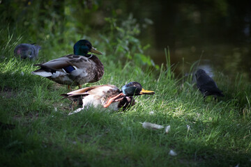 Ducks rest on the spring grass at the water's edge. Birds hide in the shade from the summer heat. Birds close-up.