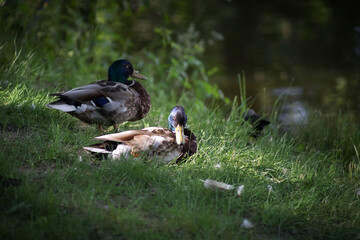 Ducks rest on the spring grass at the water's edge. Birds hide in the shade from the summer heat. Birds close-up.
