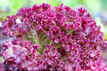 Closeup of romaine lettuce in garden