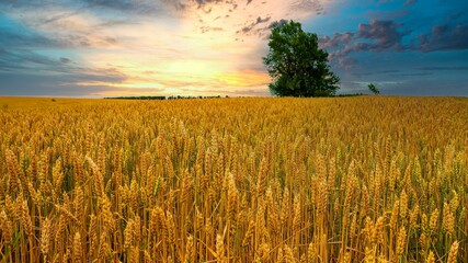 field with wheat grows on a farm