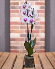 Rosy Moth orchids, Phalaenopsis