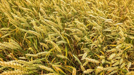field with wheat grows on a farm