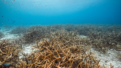 Fototapeta na wymiar Seascape in shallow water of coral reef in Caribbean Sea / Curacao with fish, Staghorn Coral and sponge