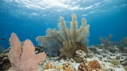 Fototapeta na wymiar Seascape in shallow water of coral reef in Caribbean Sea / Curacao with fish, Sea Fan / Gorgonian Coral and sponge