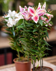 Purple, white Lily Stargazer flower plant