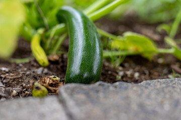Zucchini is ripening in the vegetable garden.