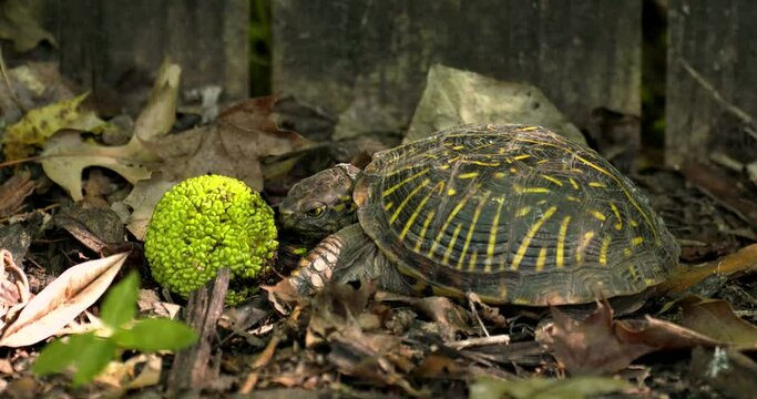 ornate box turtle tries to eat a small hedge apple