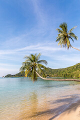 Obraz na płótnie Canvas palm trees on the beach, Koh Mak beach, Koh Mak Island , Thailand.