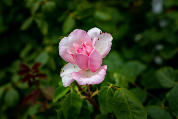 Pink roses on a green bush in garden