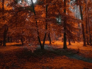 Mystical forest in fog. Atmospheric autumn landscape. Fall colors in the park
