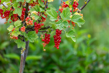 Red currant berries on a green branch in the garden.