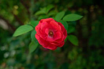 flower growing on green leaf background