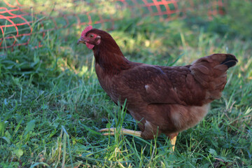 Chicken In The Green Grass