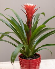 Bromeliaceae flower plant in the red pot