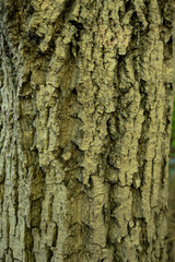 tree bark as background texture for artists