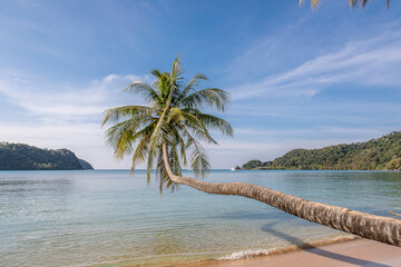 palm trees on the beach, Koh Mak beach, Koh Mak Island , Thailand. © MuratTegmen